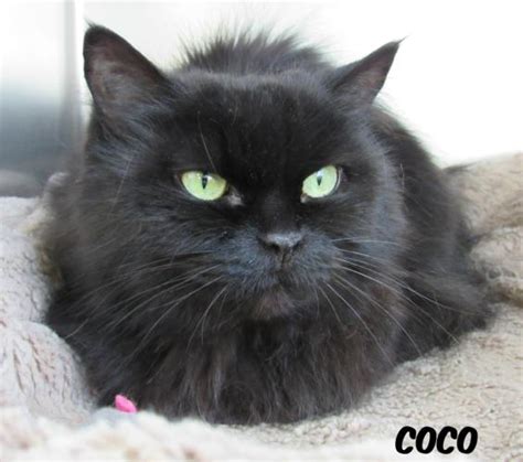 Thank you for adopting with us! Coco Persian Senior - Adoption, Rescue for Sale in Jackson ...