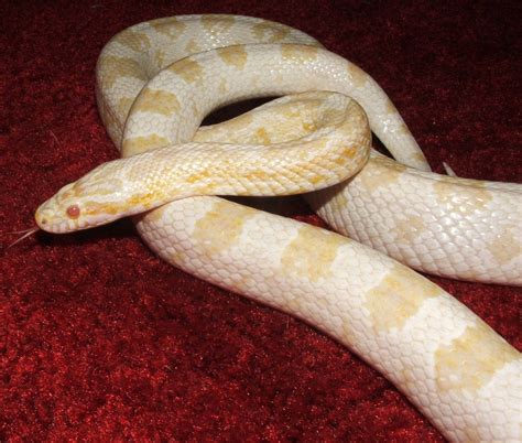 My Albino Corn Snake The Mighty Quinn She Was Born In April Of 1997
