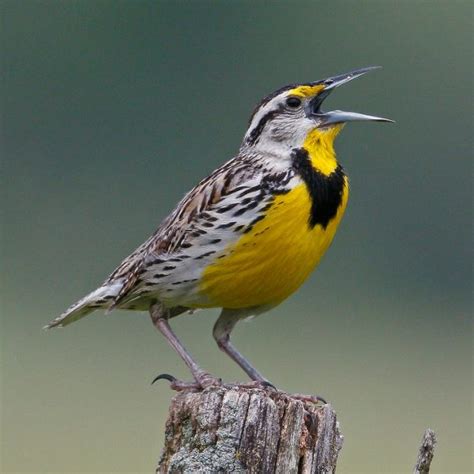 New York State Endangered And Threatened Grassland Birds