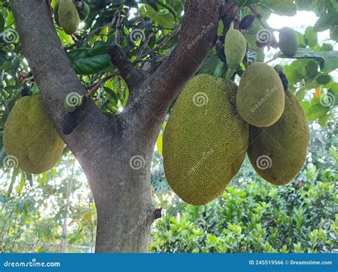 Big Jackfruit On Tree Stock Photo Image Of Jackfruit 245519566