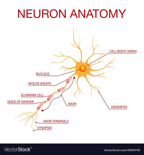 Neuron Diagram Labeled