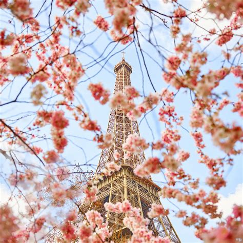Cherry Blossoms Paris France By David Burdeny Susan Spiritus Gallery