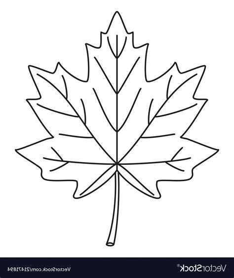 Maple Leaf Outline Vector At Collection Of Maple Leaf