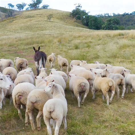 Yahoo News Australia Sheep Have Donkey As Herd Protector
