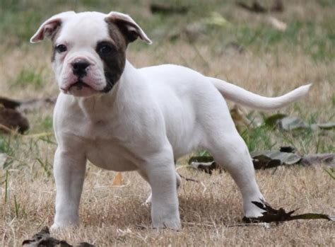 In the bullador's case, they typically either look like a tall bulldog or a small labrador. American Bulldog Boxer Mix Puppies Picture | Animals | Pinterest | Boxer mix puppies, Boxer mix ...