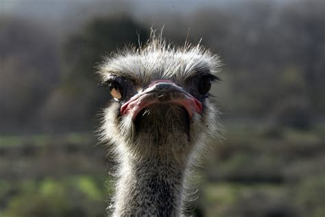 Ostrich Free Stock Photo Public Domain Pictures