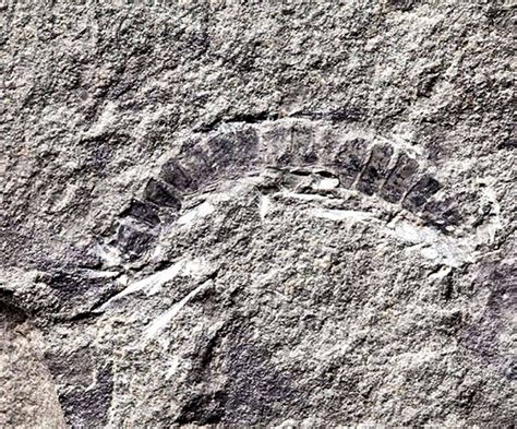 Found Millipede Fossil Discovered Is Worlds Oldest Known Land Animal