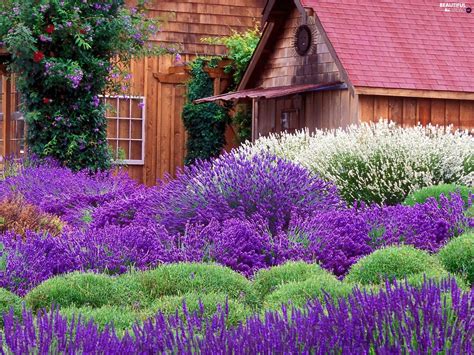 House Lavender Garden Beautiful Views Wallpapers 1920x1440