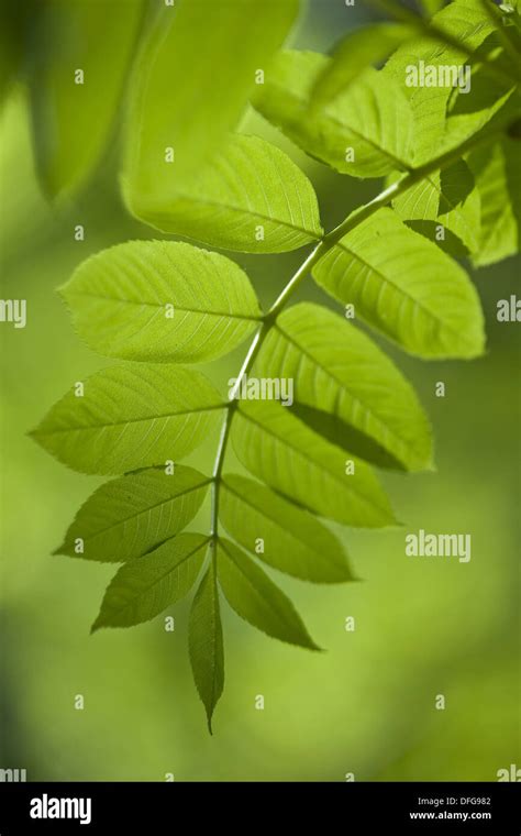 Fraxinus Excelsior Fotos Und Bildmaterial In Hoher Auflösung Alamy