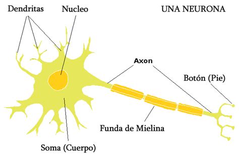 La Neurona