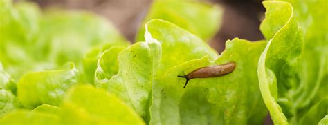 Was wirklich hilft - Tipps gegen Schneckenfraß | Gartentipps vom Profi