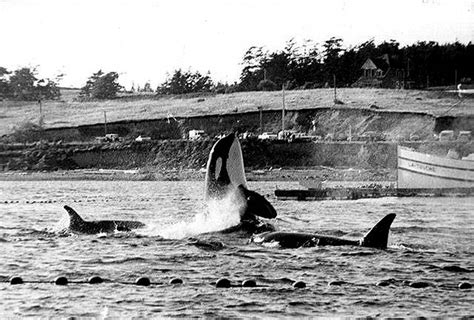 Whale Workshop Features New Book On Captive Orcas South Whidbey Record