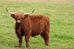 Écosse rouge bovins angus — Photographie andrea_cf © #40862659