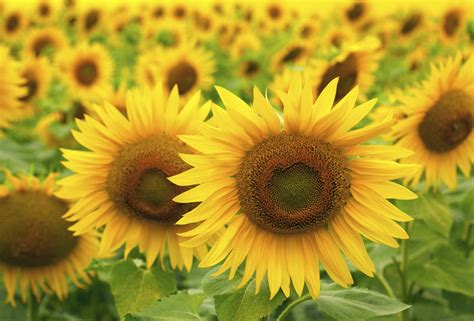 Information on Sunflowers | eHow