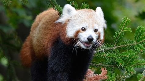 Detroit Zoo Unveils Expanded Red Panda Forest New Bridge
