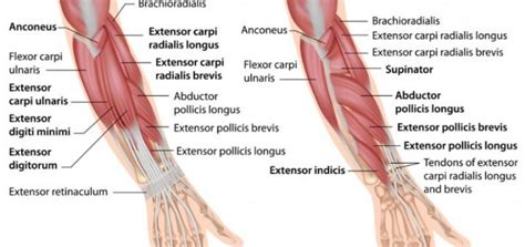Arm Parts Name Science Online