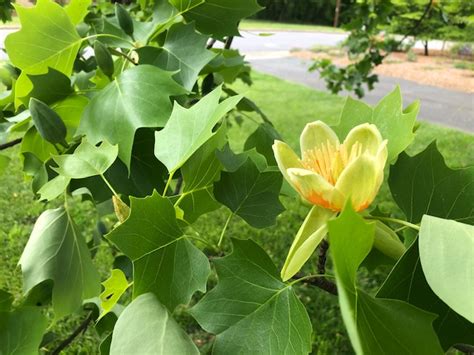 The Mighty Tulip Poplar Nc Cooperative Extension