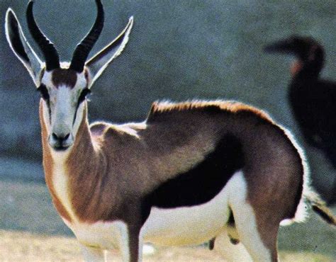 The blackbuck is one of the few antelope whose color differs between sexes. Pesquisa e Informação: Antílope saltador