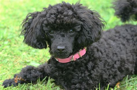 Discover hundreds of ways to save on your favorite products. TINY BLACK TOY POODLE | Biggleswade, Bedfordshire | Pets4Homes