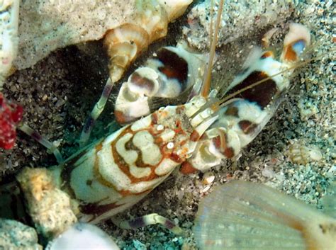 Tiger Snapping Shrimp Alpheus Bellulus Anilao Philippines Photo