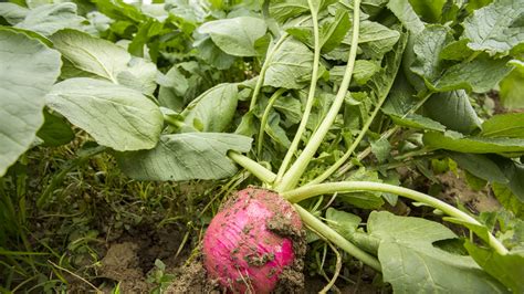 We did not find results for: The Best Fall and Winter Vegetables to Plant in Houston ...