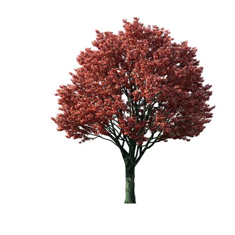 Tree-Clipart-Flaming-Autumn-Maple-Tree.png (1024×1024) | Photoshop | Pinterest png image
