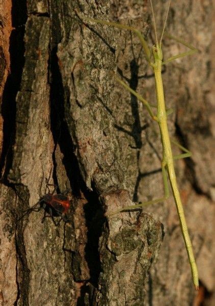 Fascinating Insects That Look Like Leaves Masters Of Disguise Fantastic Matters