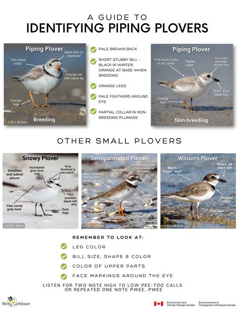 Piping Plover Id Guide Birdscaribbean