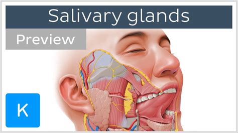 Salivary Glands Structure And Functions Preview Human Anatomy