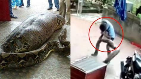 Video Mans Head Almost Bitten Off By His Pet Python Hype My