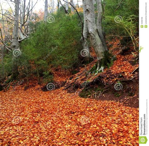 Autumn Centenary Beech Tree In Fall Golden Leaves Stock Photo Image