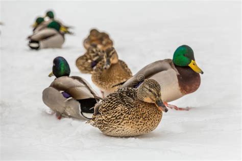 Mallard Ducks In The Snow In The City Park Winter Day Stock Photo
