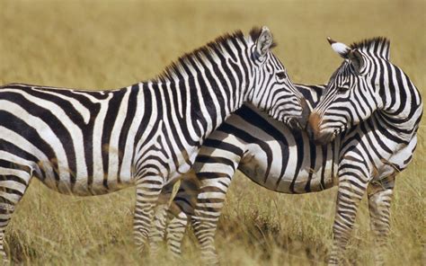 Zebra Animals Photo 34914942 Fanpop