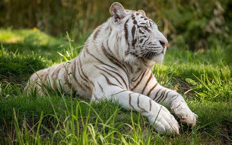 Bengal Tiger White Tiger Predators Wildlife Hd Wallpaper Peakpx