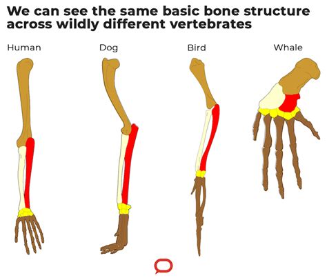 We Can Still See These 5 Traces Of Ancestor Species In All Human Bodies