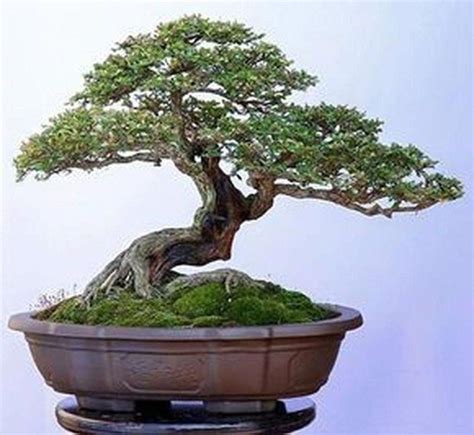 Pretty Bonsai Indoor Trees Ideas For Indoor Decorations 18 Indoor