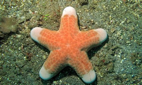 Granulated Sea Star Choriaster Granulatus Tanjung Kubur Flickr