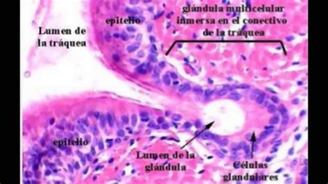 Tejido Epitelial Glandular Pluricelular Alveolar Youtube
