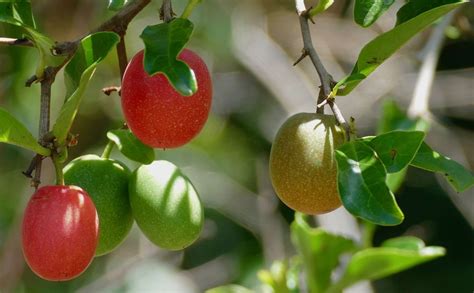 Discover The Thrill Of Ximenia Fruit A Fascinating Exploration Randr