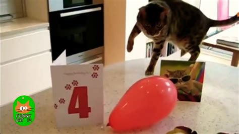 Cats Vs Balloons Funny Cats Popping Balloons Compilation Youtube
