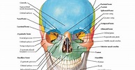 Skull: Anterior View Anatomy Frontal bone : Glabella, Supraorbital ...