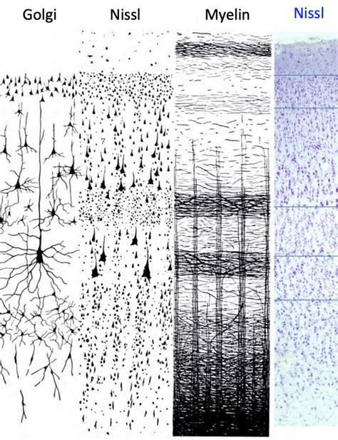 Cerebral Cortex Neocortex Layers Diagram Quizlet