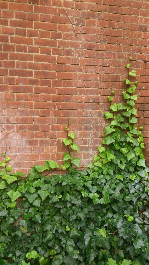 Ivy Bricks Orange Brick Small Courtyards Ivy Plants Green Ivy