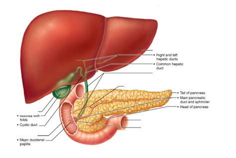 Relationship Of The Liver Gallbladder And Pancreas To The Duodenum Diagram Quizlet