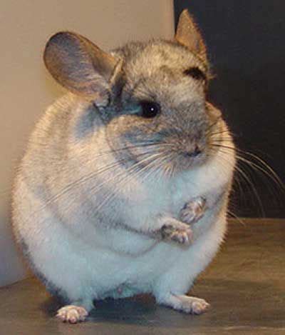 images   love chinchillas  pinterest cutest pets arches   young