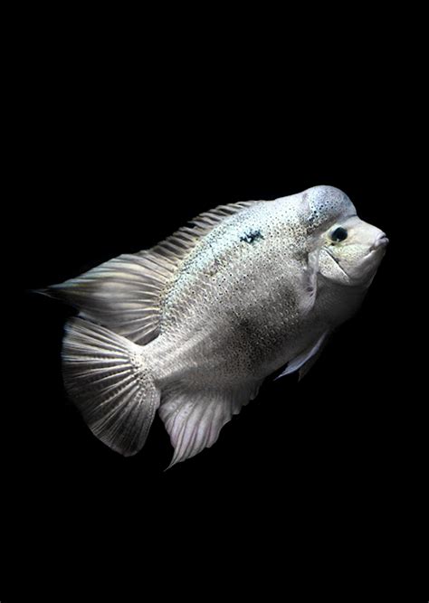 Buy Silver Cichlid Vieja Argentea Online Free Uae Delivery Over 100 Aed