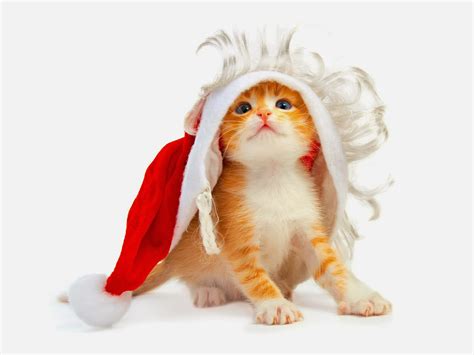 Free Funny Pictures Cat Christmas Wallpaper Christmas