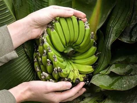 The Worlds Smallest Banana Plant Truly Tiny Super Dwarf Cavendish