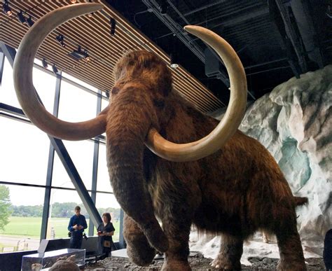 it s ‘woolly cool take a peek at the new bell museum complete with gigantic mammoth twin cities