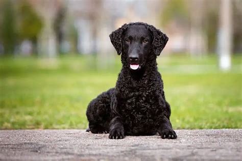 Top 10 Curly Haired Dog Breeds
